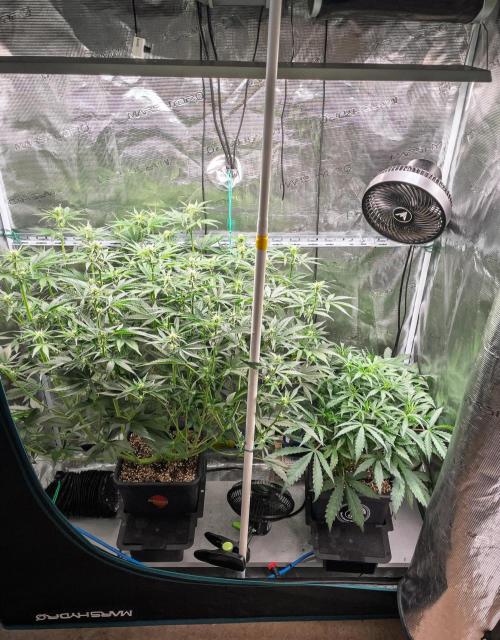 505 Headbanger in Autopot + Coco. Week 6 - D38 Granite Haze (right) 505 Headbanger (left)
