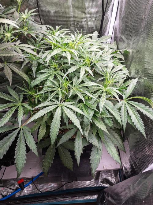 505 Headbanger in Autopot + Coco. Week 6 - D38 505 Headbanger
