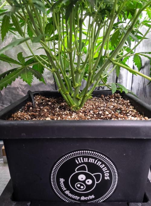 505 Headbanger in Autopot + Coco. Week 6 - D38 505 Headbanger
