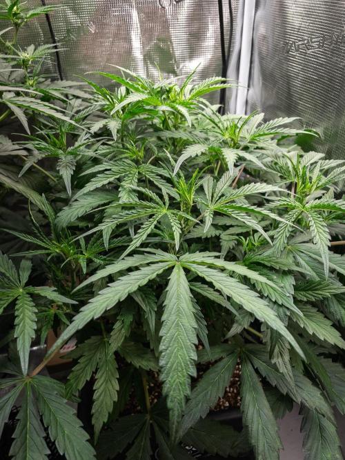 505 Headbanger in Autopot + Coco. Week 6 - D38 505 Headbanger
