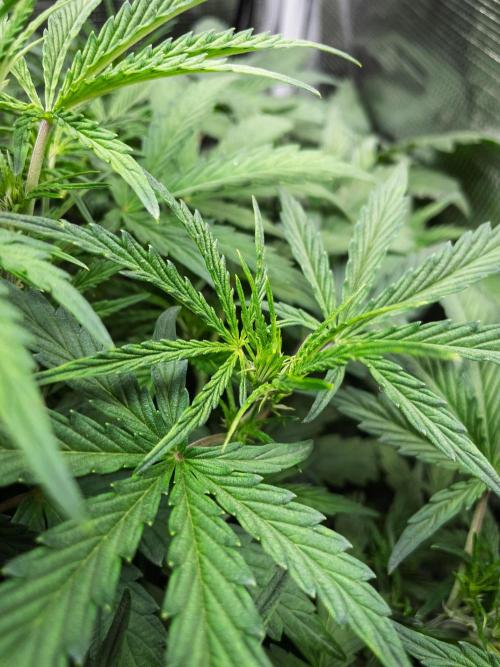 505 Headbanger in Autopot + Coco. Week 6 - D38 505 Headbanger
