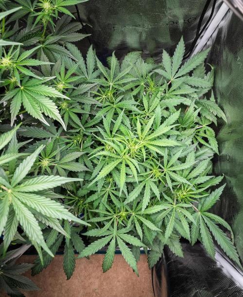 505 Headbanger in Autopot + Coco. Week 6 - D38 505 Headbanger
