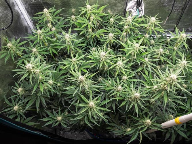 Granite Haze F7 in Autopot + Coco. Week 7 - D44 Granite Haze