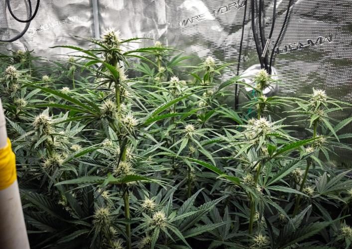 Granite Haze F7 in Autopot + Coco. Week 7 - D44 Granite Haze