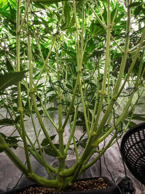 Granite Haze F7 in Autopot + Coco. Week 7 - D44 Granite Haze