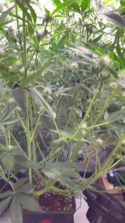 Granite Haze F7 in Autopot + Coco