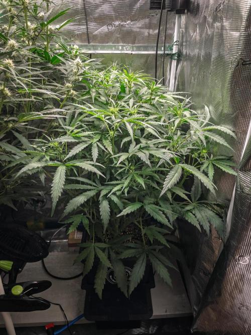 505 Headbanger in Autopot + Coco. Week 7 - D44 505 Headbanger