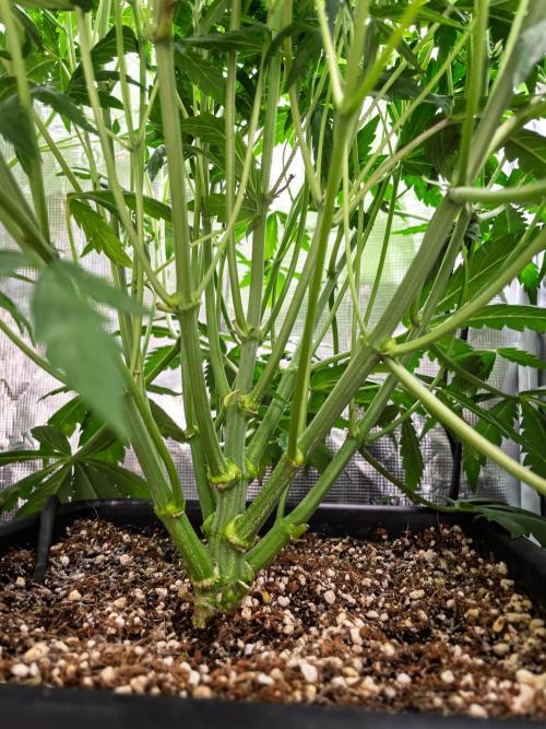 505 Headbanger in Autopot + Coco. Week 7 - D44 505 Headbanger