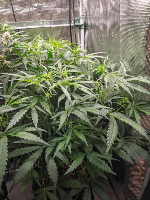 505 Headbanger in Autopot + Coco. Week 7 - D44 505 Headbanger