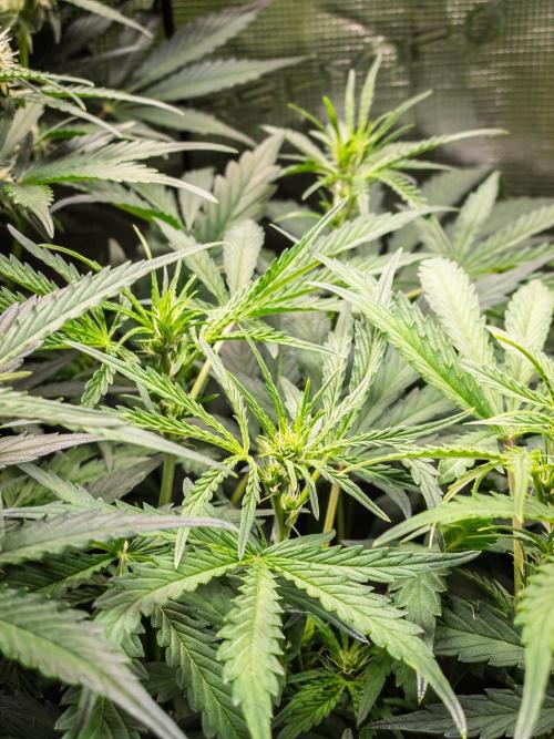 505 Headbanger in Autopot + Coco. Week 7 - D44 505 Headbanger