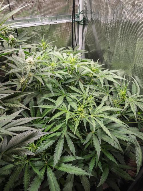505 Headbanger in Autopot + Coco. Week 7 - D44 505 Headbanger