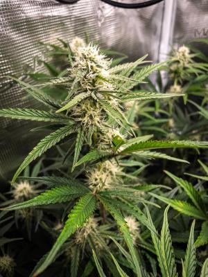 Comment by punktkomma photo #1