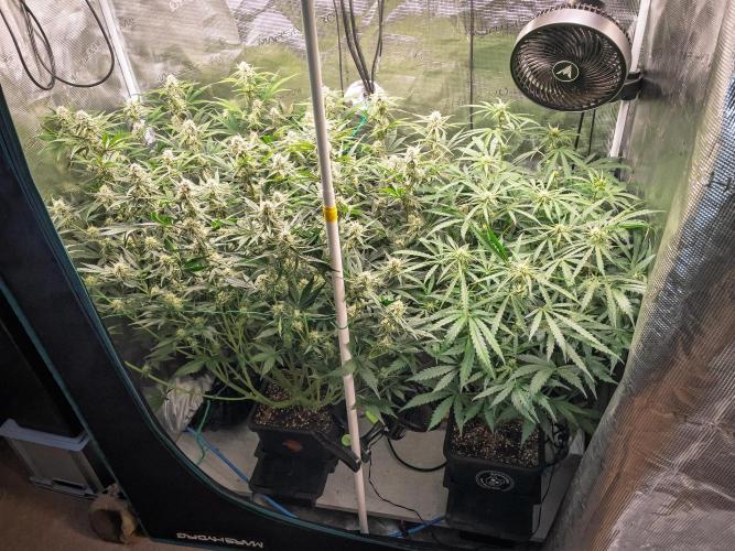 Granite Haze F7 in Autopot + Coco. Week 8 - D51 Granite Haze (left) - 505 Headbanger (right)