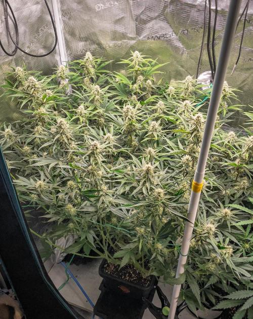 Granite Haze F7 in Autopot + Coco. Week 8 - D51 Granite Haze