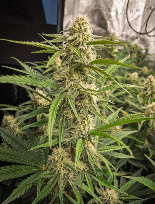 Granite Haze F7 in Autopot + Coco. Week 8 - D51 Granite Haze