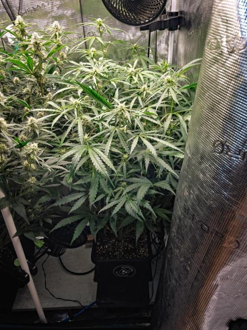 505 Headbanger in Autopot + Coco. Week 8 - D51 505 Headbanger 