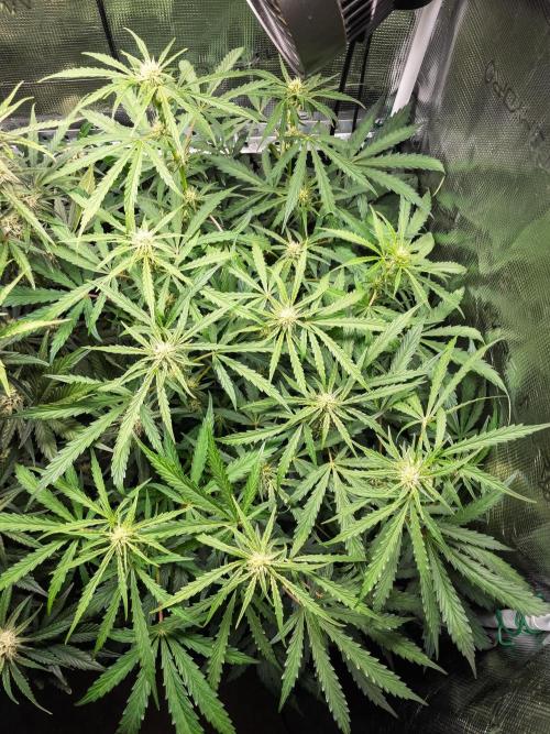 505 Headbanger in Autopot + Coco. Week 8 - D51 505 Headbanger 