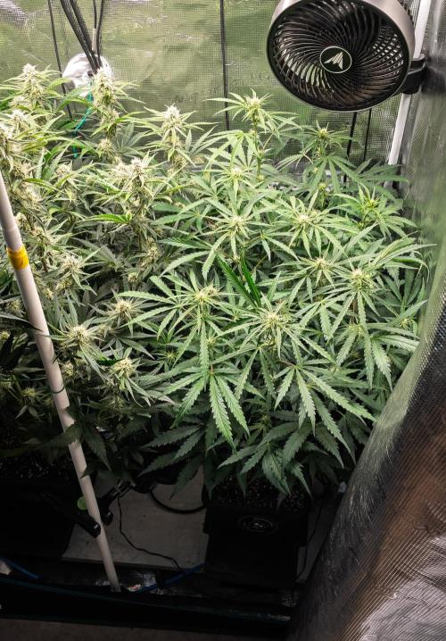 505 Headbanger in Autopot + Coco. Week 8 - D51 505 Headbanger 