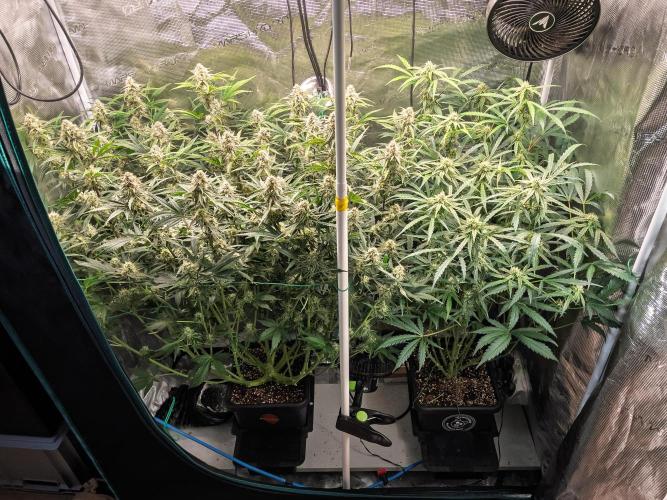 Granite Haze F7 in Autopot + Coco. Week 9 - D58 Granite Haze (left) - 505 Headbanger (right)