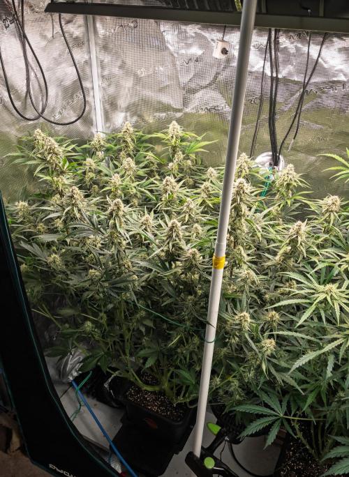 Granite Haze F7 in Autopot + Coco. Week 9 - D58 Granite Haze 