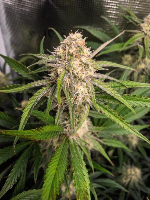 Granite Haze F7 in Autopot + Coco. Week 9 - D58 Granite Haze 
