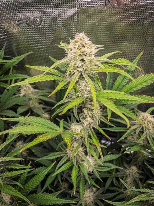 Granite Haze F7 in Autopot + Coco. Week 9 - D58 Granite Haze 