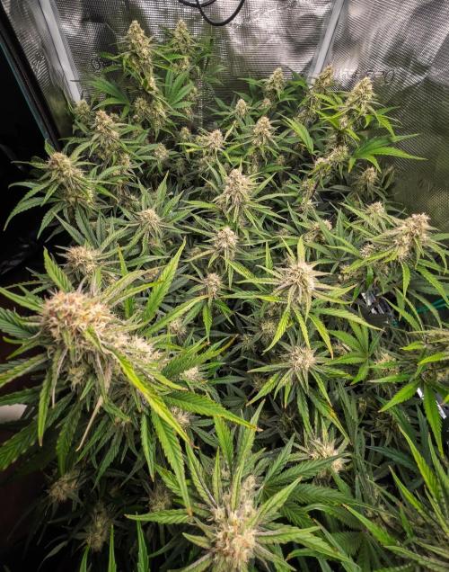 Granite Haze F7 in Autopot + Coco. Week 9 - D58 Granite Haze 