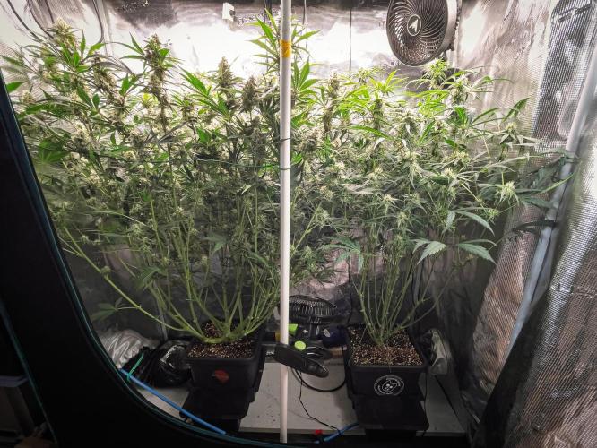 505 Headbanger in Autopot + Coco. Week 9 - D58 Granite Haze (left) - 505 Headbanger (right)
