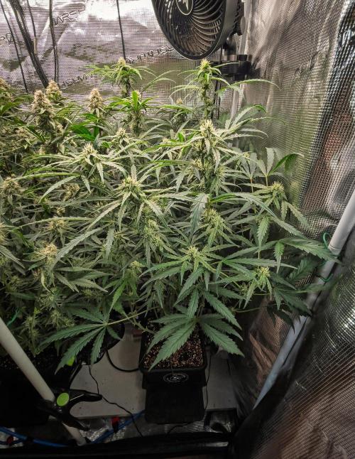 505 Headbanger in Autopot + Coco. Week 9 - D58 505 Headbanger
