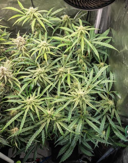 505 Headbanger in Autopot + Coco. Week 9 - D58 505 Headbanger
