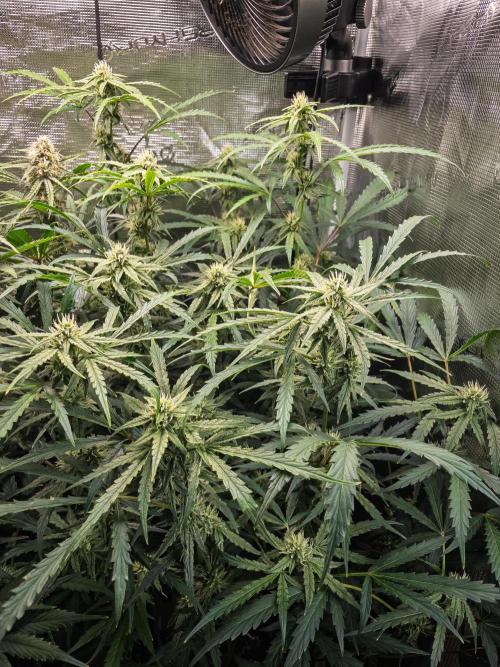 505 Headbanger in Autopot + Coco. Week 9 - D58 505 Headbanger
