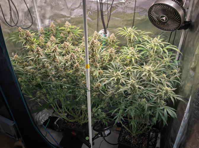 Granite Haze F7 in Autopot + Coco. Week 10 - D65 Granite Haze (left) - 505 Headbanger (right)