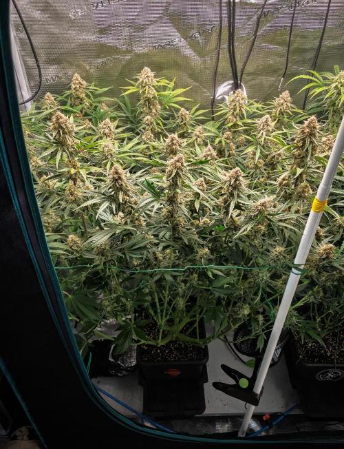 Granite Haze F7 in Autopot + Coco. Week 10 - D65 Granite Haze 