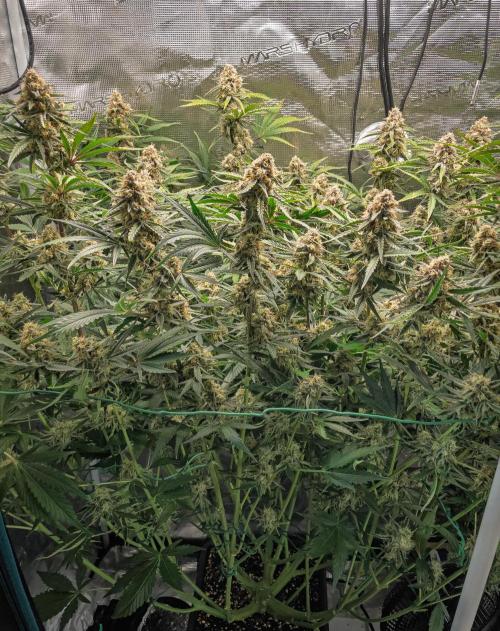 Granite Haze F7 in Autopot + Coco. Week 10 - D65 Granite Haze 