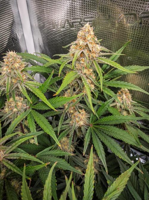 Granite Haze F7 in Autopot + Coco. Week 10 - D65 Granite Haze 