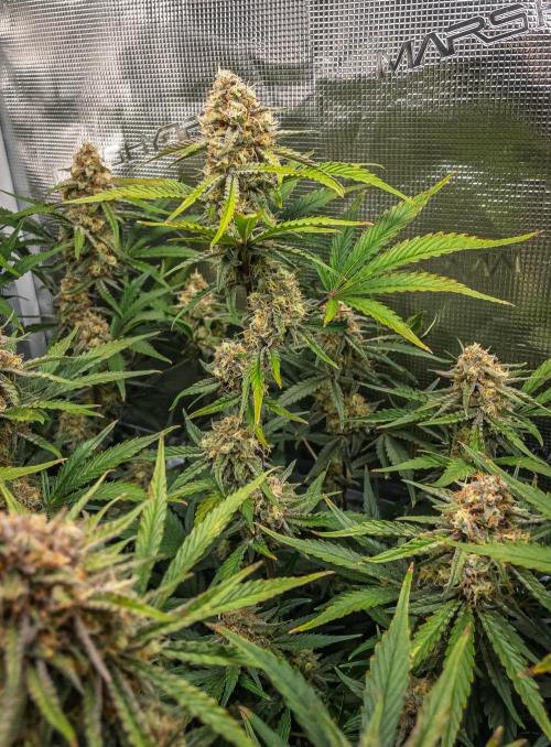 Granite Haze F7 in Autopot + Coco. Week 10 - D65 Granite Haze 