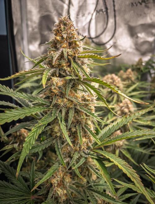 Granite Haze F7 in Autopot + Coco. Week 10 - D65 Granite Haze 