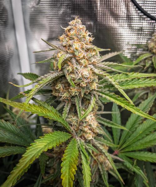 Granite Haze F7 in Autopot + Coco. Week 10 - D65 Granite Haze 