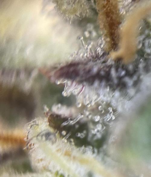 Granite Haze F7 in Autopot + Coco. Week 10 - D65 not there