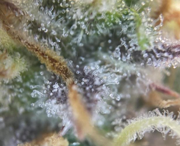Granite Haze F7 in Autopot + Coco. Week 10 - D65 not there