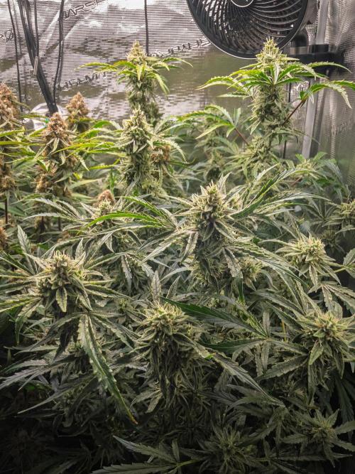 505 Headbanger in Autopot + Coco. Week 11 - D72 505 Headbanger