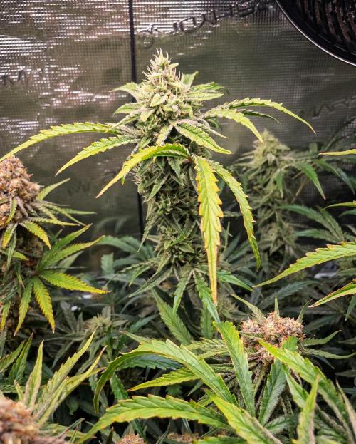 505 Headbanger in Autopot + Coco. Week 11 - D72 505 Headbanger