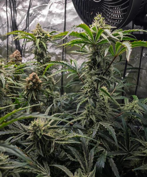 505 Headbanger in Autopot + Coco. Week 11 - D72 505 Headbanger