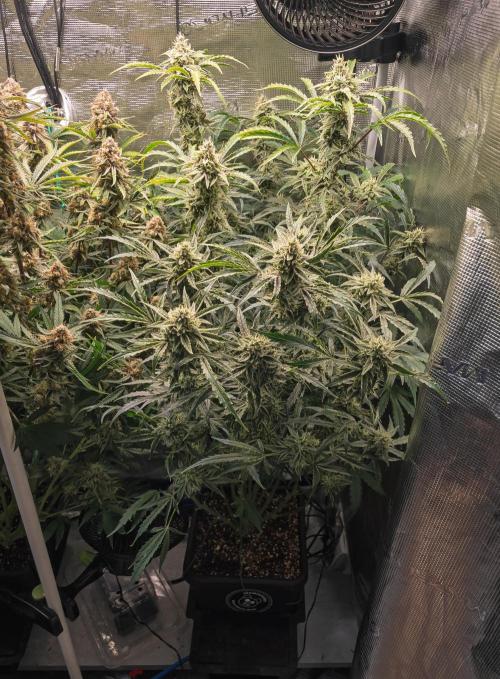 505 Headbanger in Autopot + Coco. Week 11 - D72 505 Headbanger