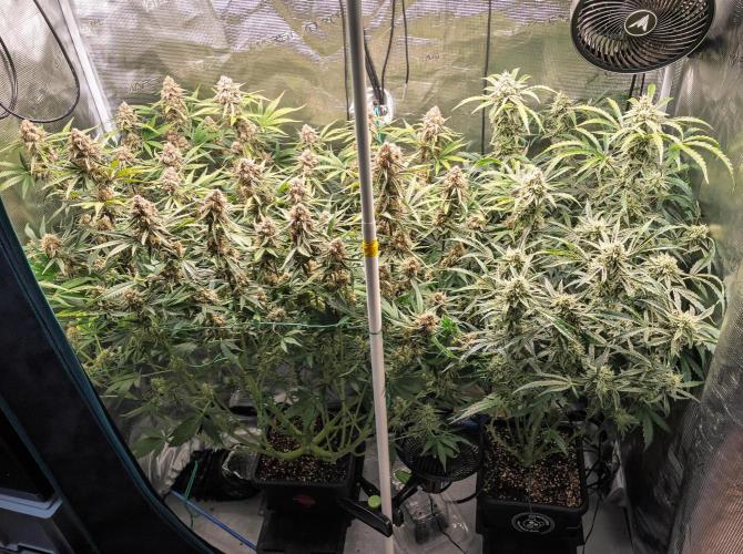 Granite Haze F7 in Autopot + Coco. Week 11 - D72 Granite Haze (left) - 505 Headbanger (right)