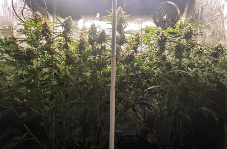Granite Haze F7 in Autopot + Coco. Week 11 - D72 Granite Haze (left) - 505 Headbanger (right)