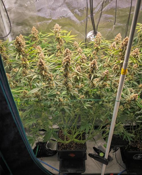 Granite Haze F7 in Autopot + Coco. Week 11 - D72 Granite Haze 