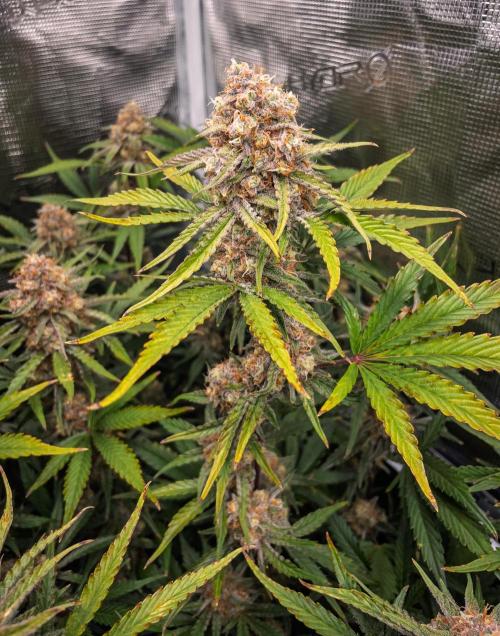 Granite Haze F7 in Autopot + Coco. Week 11 - D72 Granite Haze 