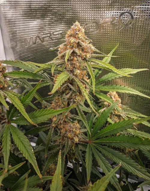 Granite Haze F7 in Autopot + Coco. Week 11 - D72 Granite Haze 