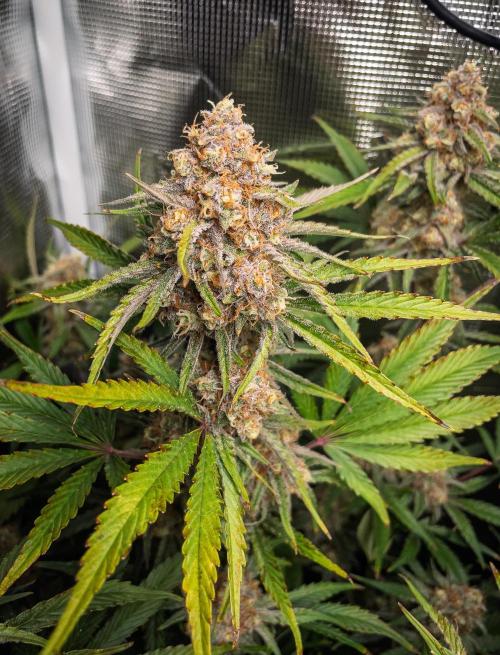Granite Haze F7 in Autopot + Coco. Week 11 - D72 Granite Haze 
